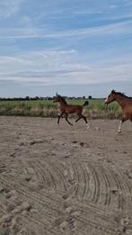 Zangersheide hengstenveulen Devil 2000Z x Numero Uno, Springpaard, Gechipt, 0 tot 2 jaar, Hengst