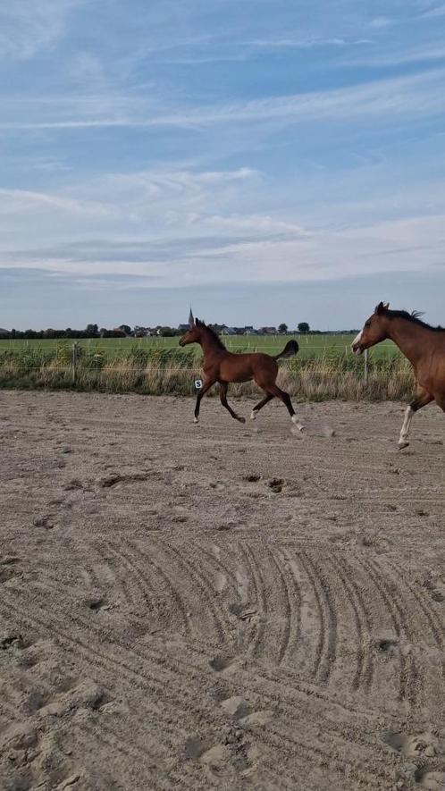 Zangersheide hengstenveulen Devil 2000Z x Numero Uno, Dieren en Toebehoren, Paarden, Hengst, Onbeleerd, 0 tot 2 jaar, Springpaard