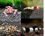 Volwassen crystal garnalen beschikbaar, Dieren en Toebehoren