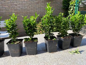 Euonymus Japonicus Green Spire beschikbaar voor biedingen
