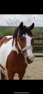 Paard Halve Stal, Dieren en Toebehoren, Paarden, Minder dan 160 cm, Ruin, Zadelmak, 7 tot 10 jaar