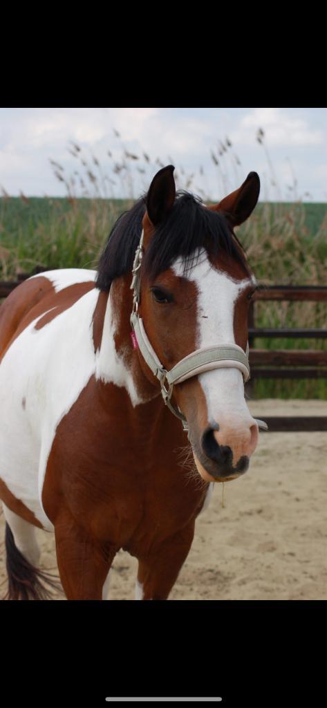 Paard Halve Stal, Dieren en Toebehoren, Paarden, Ruin, Zadelmak, Minder dan 160 cm, 7 tot 10 jaar, Recreatiepaard