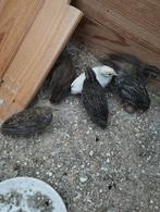 Chinese dwergkwartels natuurbroed, Dieren en Toebehoren, Meerdere dieren