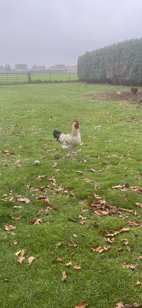 1 zwarte en 2 witte hanen  6 maanden oud Lees advertentie, Animaux & Accessoires, Volatiles, Poule ou poulet, Mâle