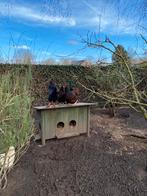 Barnevelder groothoenders, Dieren en Toebehoren, Pluimvee, Meerdere dieren, Kip