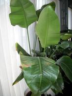 Strelitzia Nicolai en reginae, Ophalen, 100 tot 150 cm, Overige soorten, Bloeiende kamerplant