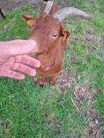 Zeer mooie gecastreerde brave geit., Dieren en Toebehoren, Schapen, Geiten en Varkens, Geit