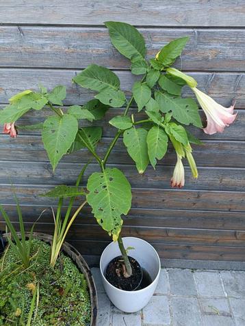 trompetboom brugmansia rose beschikbaar voor biedingen
