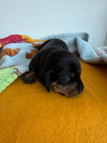 Dwergteckel pup  beschikbaar voor biedingen