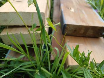 les poutres en bois (10 pièces par 3 mètres) mesurent 45x140, Enlèvement ou Envoi, Comme neuf, Poutres