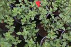 Salvia microphylla 'Hot Lips', Ophalen, Vaste plant