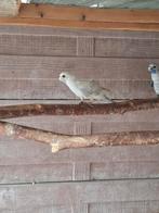 Pennant, Animaux & Accessoires, Oiseaux | Perruches & Perroquets, Bagué