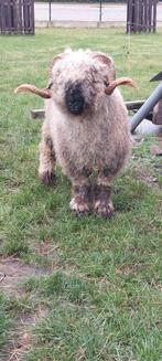 Walliser schwarznase ram, Dieren en Toebehoren, Mannelijk, Schaap