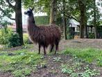 Lama merrie, Dieren en Toebehoren, Vrouwelijk