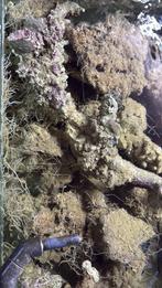 Indonesisch levendsteen voor zeeaquarium, Dieren en Toebehoren, Ophalen of Verzenden