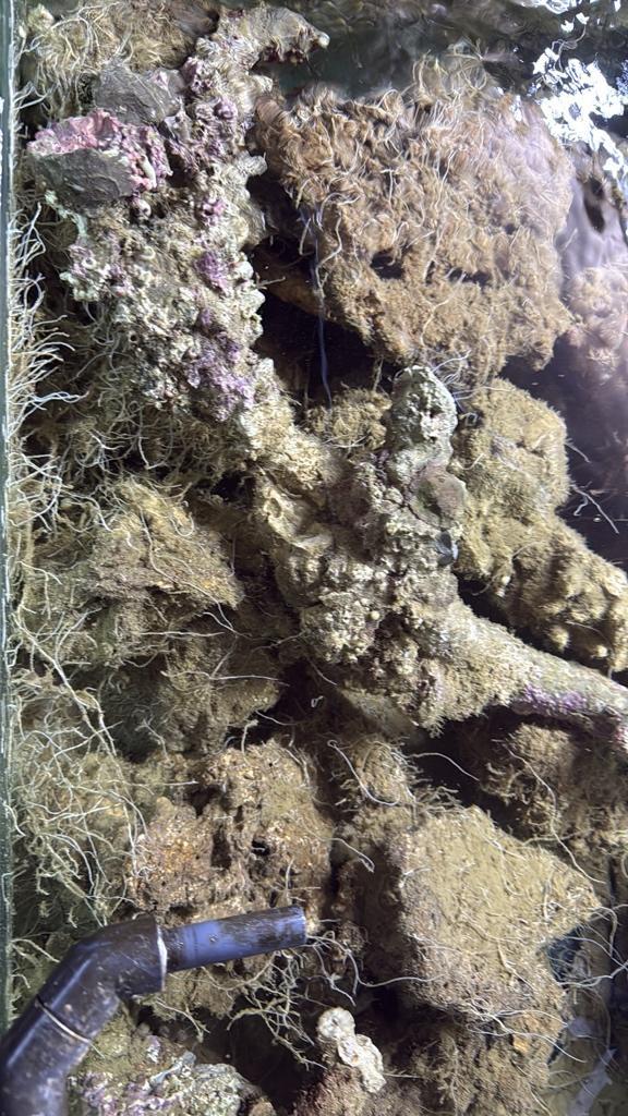 Indonesisch levendsteen voor zeeaquarium, Dieren en Toebehoren, Vissen | Aquaria en Toebehoren, Ophalen of Verzenden