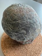 Prachtig exemplaar gefossiliseerd dinosaurusei, Ophalen