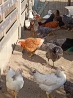 jeunes poulets de 13 races différentes, 100 % poules, Poule ou poulet, Femelle