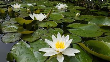 Waterlelies wit en roos beschikbaar voor biedingen