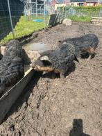 Mangalica borgjes, Mannelijk, 0 tot 2 jaar, Varken