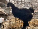 Kuikens, Dieren en Toebehoren, Pluimvee, Kip