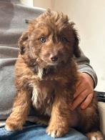 Doodle - reu, Dieren en Toebehoren, Honden | Niet-rashonden, België, Reu, CDV (hondenziekte), 8 tot 15 weken