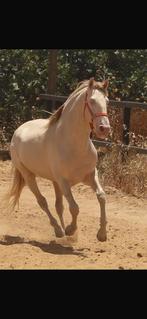 ZADELMAK MAKEN VAN ME LUSITANO, Dieren en Toebehoren, Ruin, Zadelmak