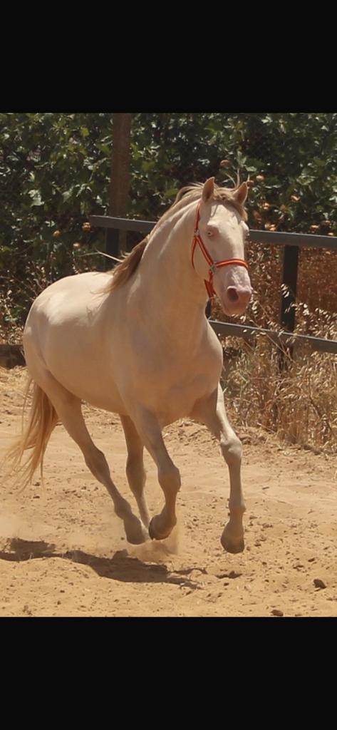 ZADELMAK MAKEN VAN ME LUSITANO, Dieren en Toebehoren, Paarden, Ruin, Zadelmak