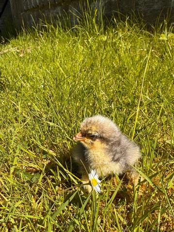 Cochin kriel kuikens (Sabelpoot) 🐥 beschikbaar voor biedingen