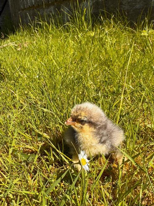 Cochin kriel kuikens (Sabelpoot) 🐥, Dieren en Toebehoren, Pluimvee, Kip