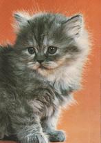 KAT   6, Collections, Cartes postales | Animaux, Chien ou Chat, Non affranchie, Envoi