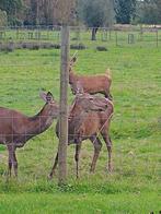 Edelherten, Dieren en Toebehoren