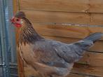 Legkippen, Dieren en Toebehoren, Pluimvee, Vrouwelijk, Kip