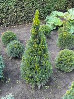 Taxus kegels, Jardin & Terrasse, Plantes | Arbustes & Haies, Taxus, Enlèvement, Arbuste
