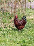 Rhode Island Red - Orpington haan met Orpington hennen, Dieren en Toebehoren, Pluimvee