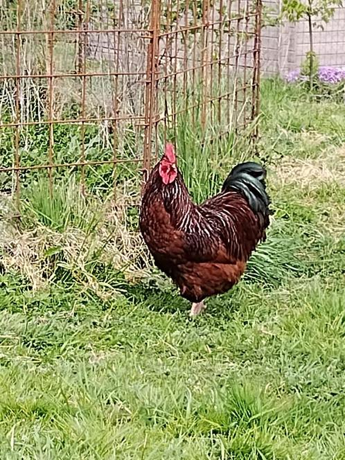 Rhode Island Red - Orpington haan met Orpington hennen, Dieren en Toebehoren, Pluimvee