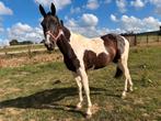 3 jarige Bonte springmerrie, Dieren en Toebehoren, Paarden, Merrie, Zadelmak
