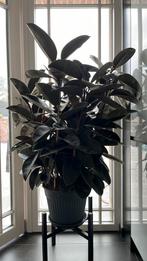 Ficus elastica met pot en schaaltje +-1m50, 100 tot 150 cm, In pot, Ophalen, Vetplant