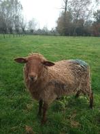 Kleine ardense voskop ooilam, Dieren en Toebehoren, Vrouwelijk, Schaap, 0 tot 2 jaar