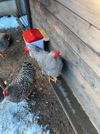 Haan, Dieren en Toebehoren, Pluimvee, Kip