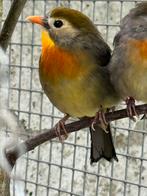 Japanse Nachtegaal**, Dieren en Toebehoren