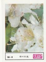 lucifermerk luciferetiket #196 bloemen (50-6), Boîtes ou marques d'allumettes, Envoi, Neuf