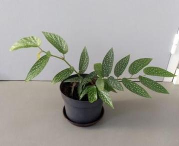 Stippenbegonia - Begonia maculata beschikbaar voor biedingen