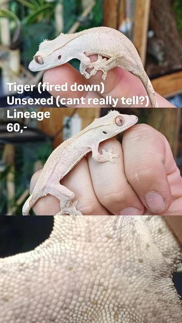 Leuke Tiger wimpergekko baby beschikbaar voor biedingen