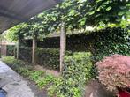 Oui, Jardin & Terrasse, Plantes | Arbustes & Haies, 100 à 250 cm, Taxus, Enlèvement, Haie