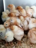 poussins de jour : 10 races différentes avant le 28 mai, Poule ou poulet, Femelle
