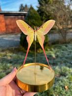 Mannelijke Actias dubernardi in gouden stolp, Verzamelen, Dierenverzamelingen, Ophalen of Verzenden, Nieuw, Insect, Opgezet dier