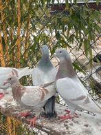 Ik ben opzoek naar duiven. Maakt niet uit welke ras, Animaux & Accessoires, Oiseaux | Pigeons