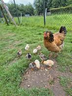 Brahma kip met kuikens, Vrouwelijk, Kip