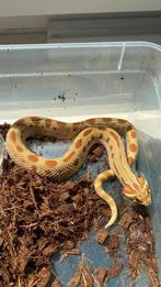 1.0 extreme red conda het albino, Dieren en Toebehoren, Reptielen en Amfibieën, Slang, Tam, 0 tot 2 jaar